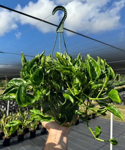 8" Epipremnum Shangri La HB